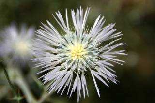 Blume - aber wie heisst sie?